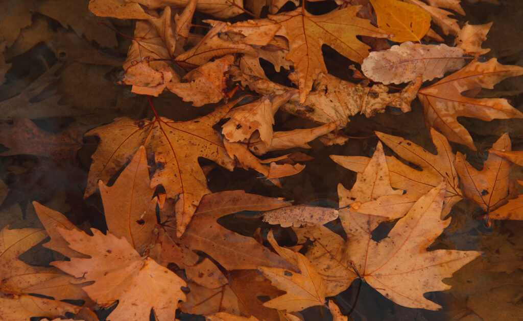 Herbstspaziergang