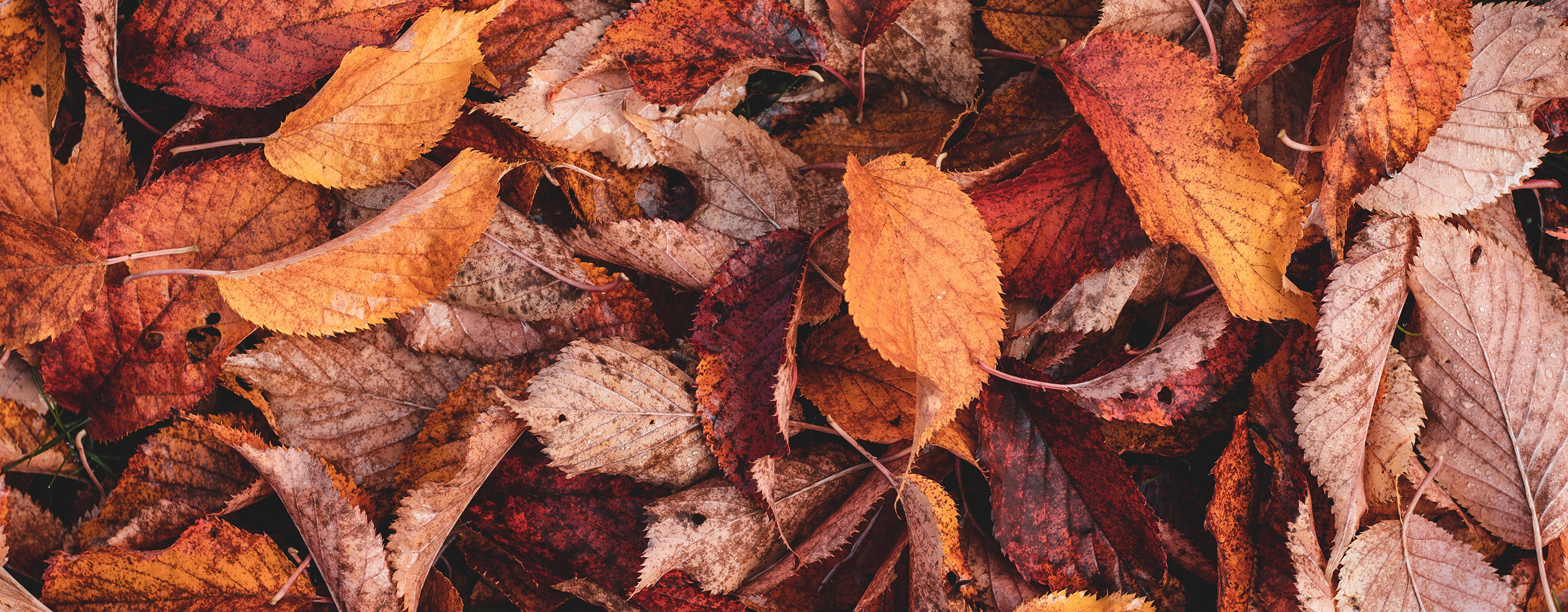 Unsere Herbstgeschichte
