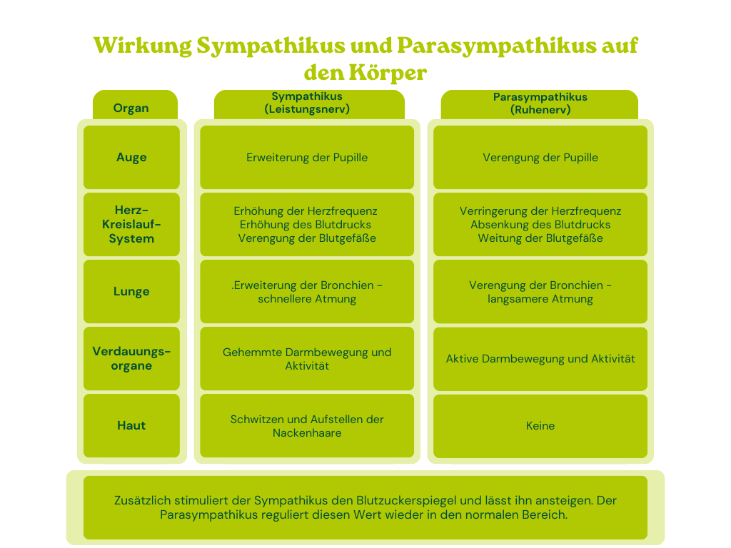 Wirkung Autogenes Training Vegetatives Nervensystem